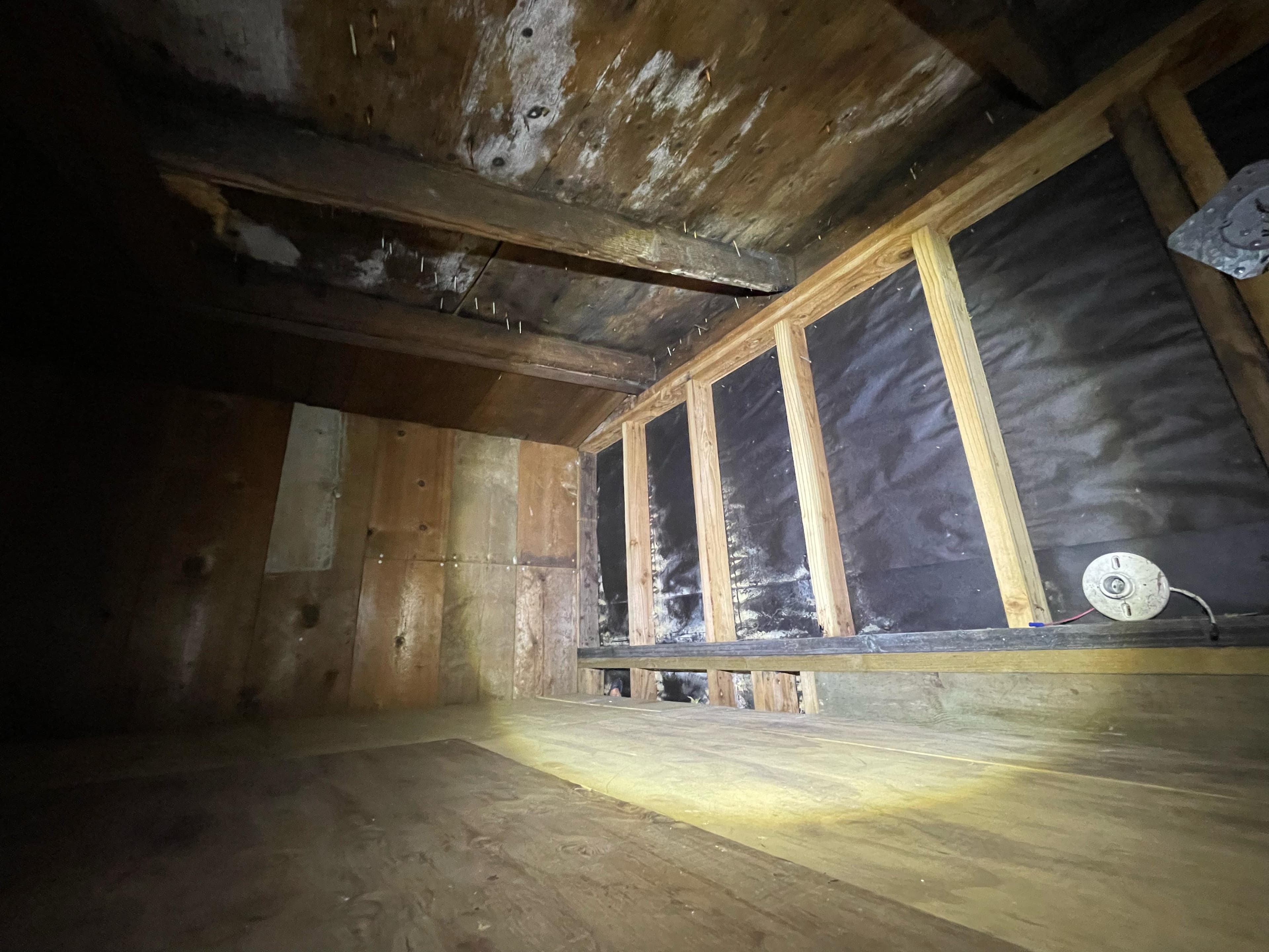 Heavy mold growth on crawlspace ceiling joists